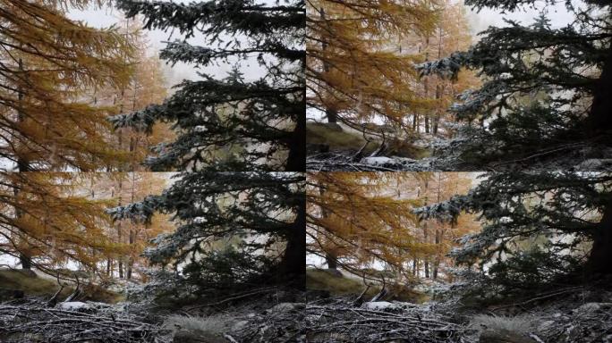 一年中的第一场雪，山，落叶松，云杉，风景，