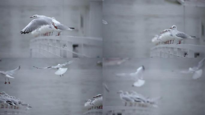 一只白色海鸥飞走的特写镜头