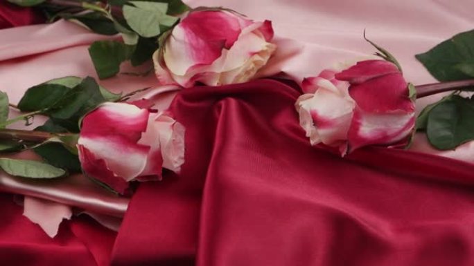 粉色玫瑰，粉色和深粉色窗帘，背景