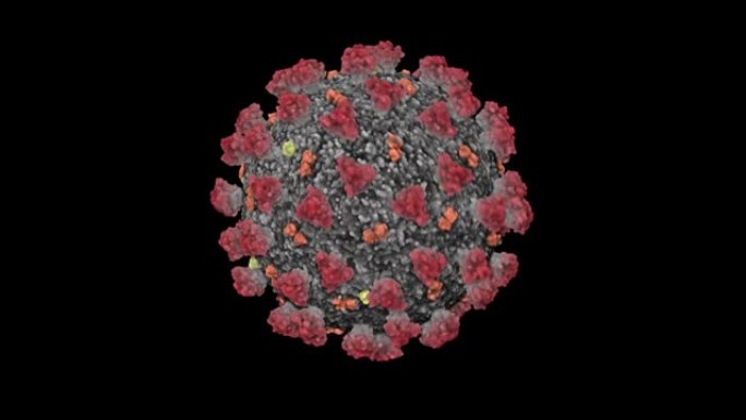 Concept-V1冠状病毒的3D动画 (新型冠状病毒肺炎) 被称为 (SARS-CoV-2)
