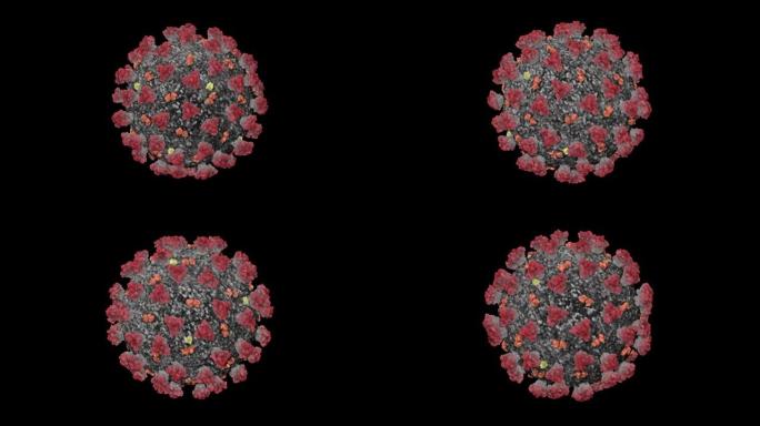 Concept-V1冠状病毒的3D动画 (新型冠状病毒肺炎) 被称为 (SARS-CoV-2)