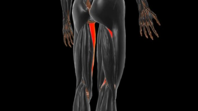 医学概念3D内收肌马格努肌肉解剖