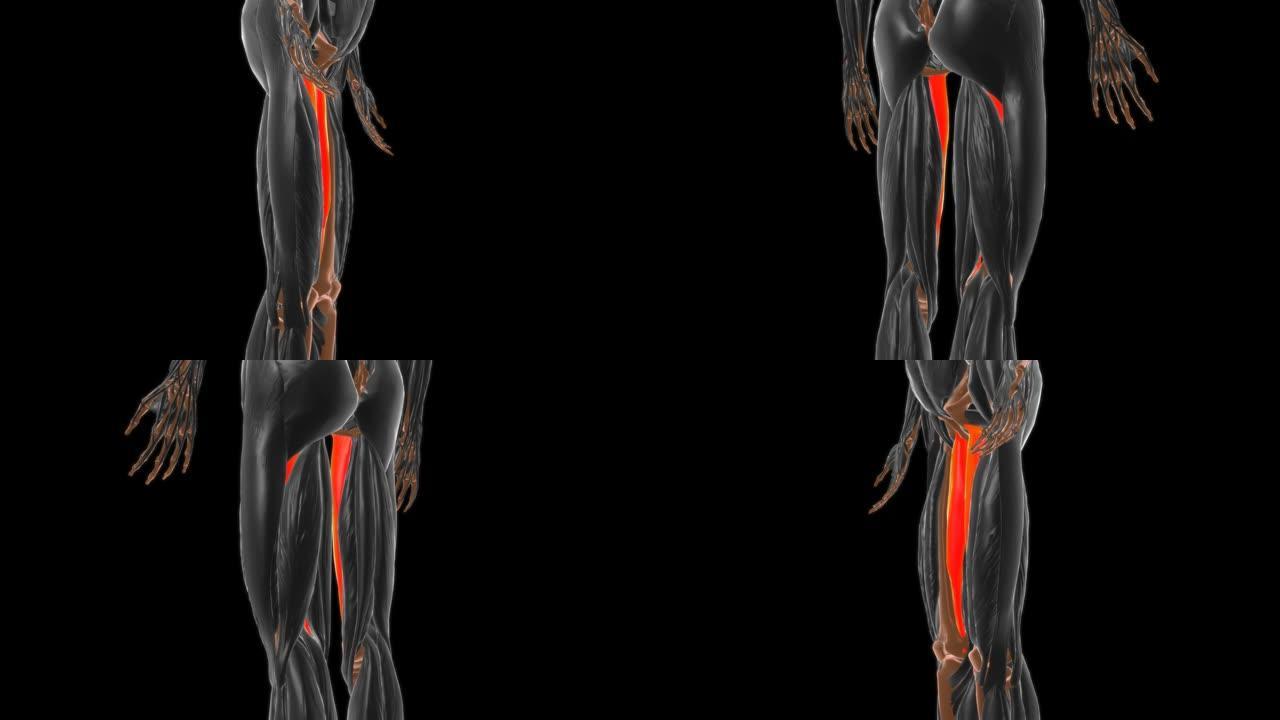医学概念3D内收肌马格努肌肉解剖
