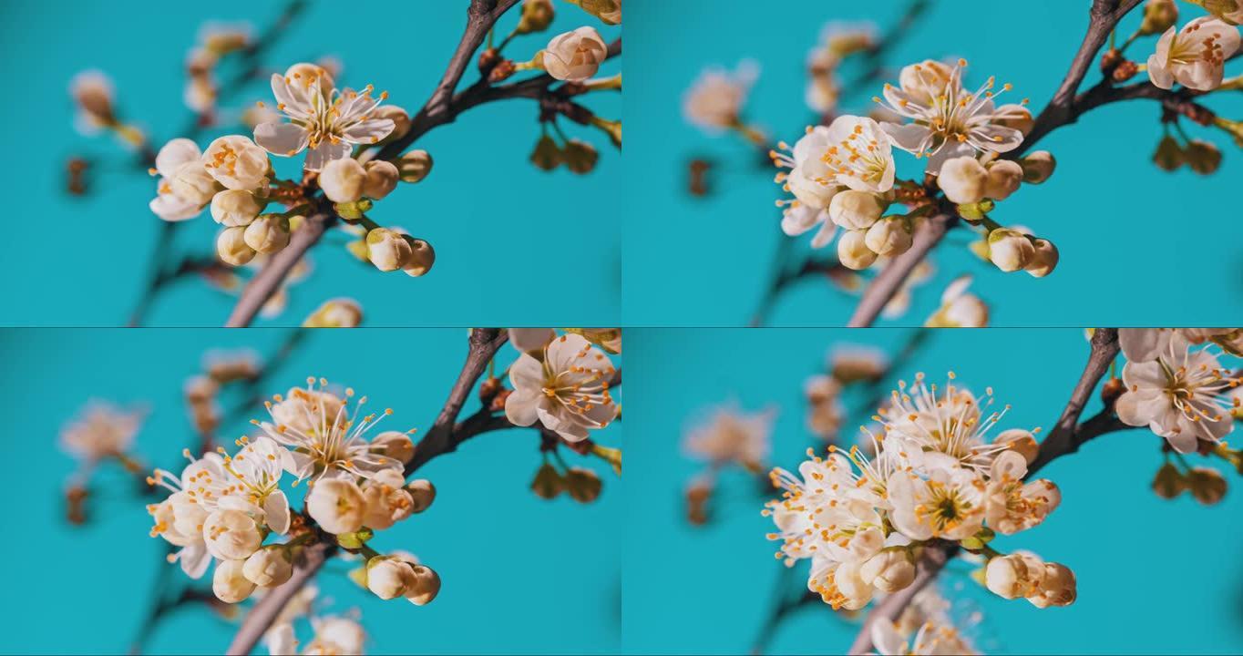 春暖花开。蓝色背景下绽放花朵的延时拍摄。盛开的花园加速时间特写镜头。开花结果的植物，苹果，梨，李子，