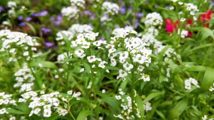 白色甜美的alyssum maritima花是春天盛开的小花的精致地毯