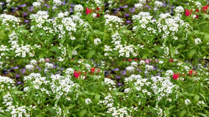 白色甜美的alyssum maritima花是春天盛开的小花的精致地毯