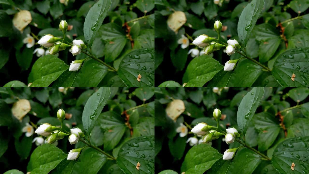 看到茉莉花的幼枝，花蕾白色