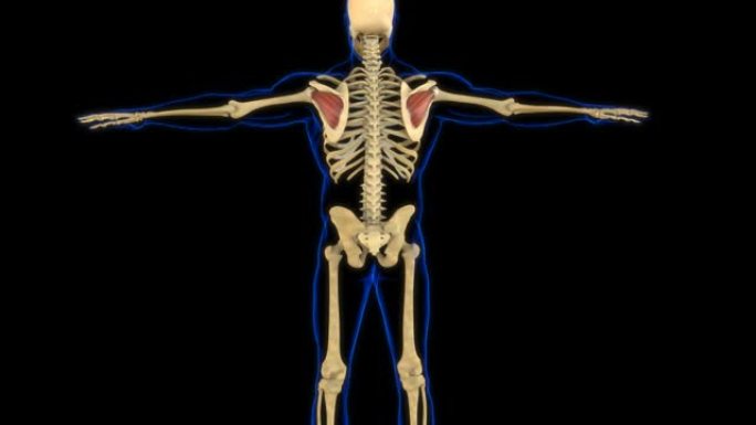 冈下肌解剖医学概念3D动画