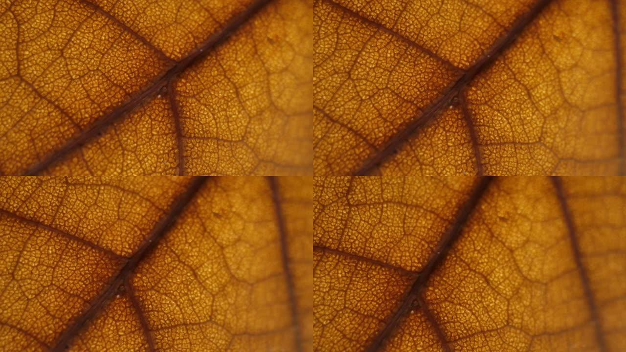 秋叶颜色树叶脉络特写视频素材