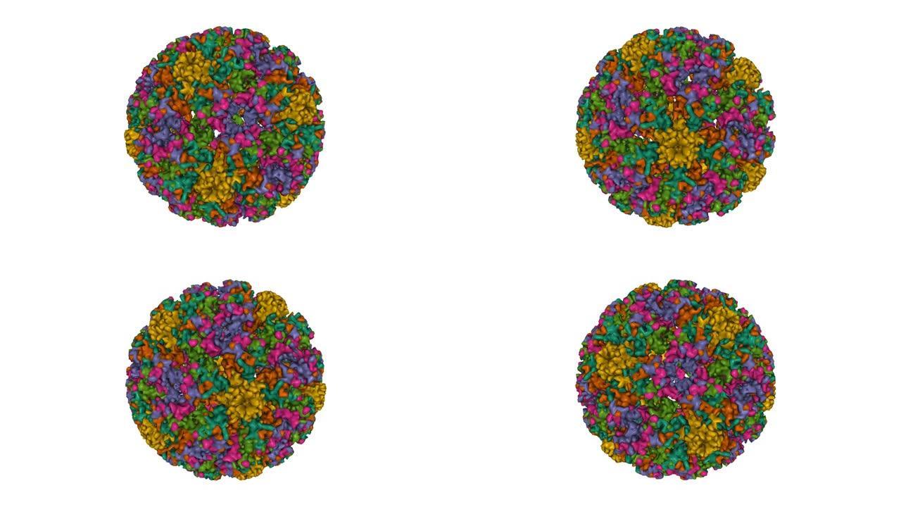 人乳头瘤病毒59型L1病毒样颗粒的结构。