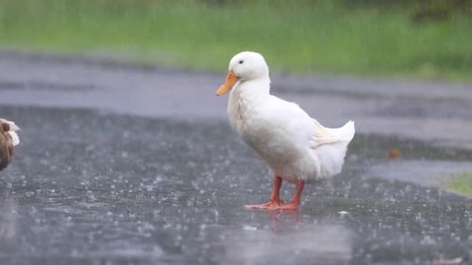 鸭子在大雨中看起来很新鲜。