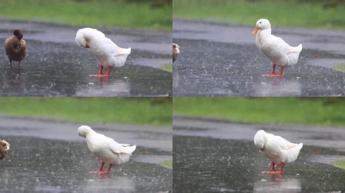 鸭子在大雨中看起来很新鲜。