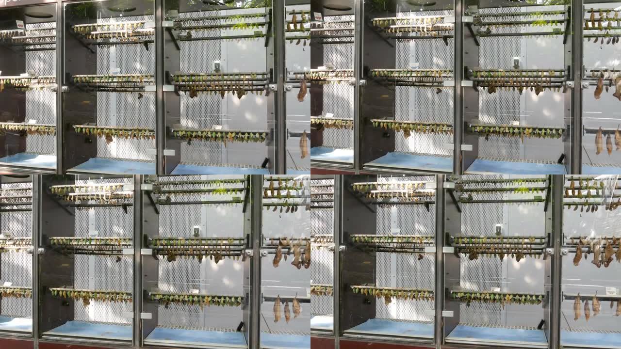人工体内各种种类和大小的绿色和棕色蝴蝶茧或p幼虫。温度和湿度控制的培养箱。