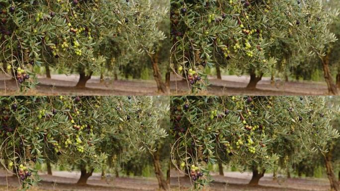 树枝上的橄榄果。橄榄树上生长的水果