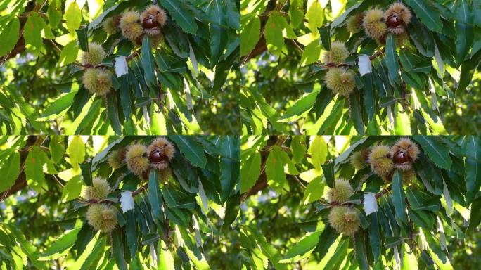 在秋天的收获季节，栗子树枝上悬挂的成熟的哈吉猪体内的栗子在风中摇摆。10月的栗子收获时间。意大利。