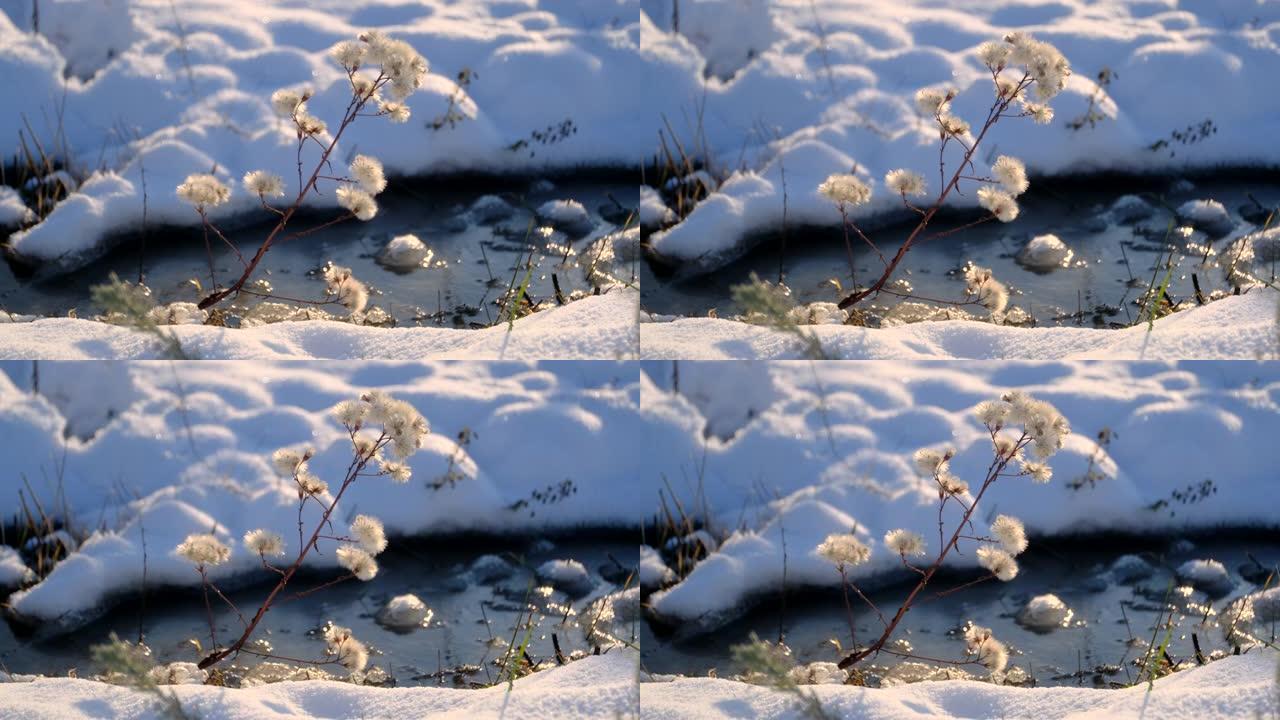 雪和冰冻盐湖背景下的海滨紫苑。海紫菊 (Tripolium pannonicum)