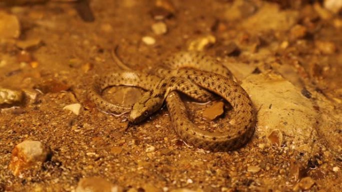 湖边伪装的蛇。
水蛇是一种欧亚无毒蛇，属于Natricinae科Colubridae。它也被称为骰子