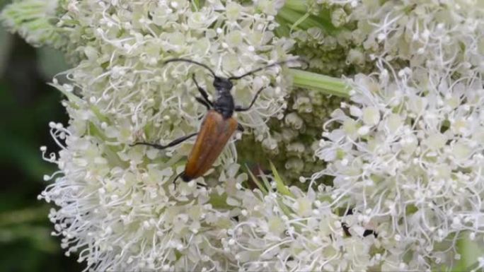 Stenopterus rufus，鞘翅目，Gran Paradiso国家公园，意大利