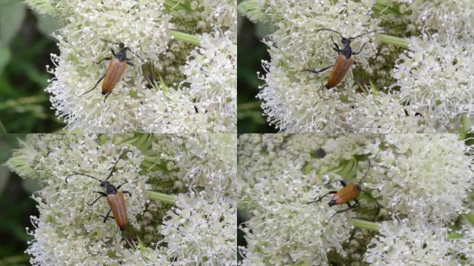 Stenopterus rufus，鞘翅目，Gran Paradiso国家公园，意大利