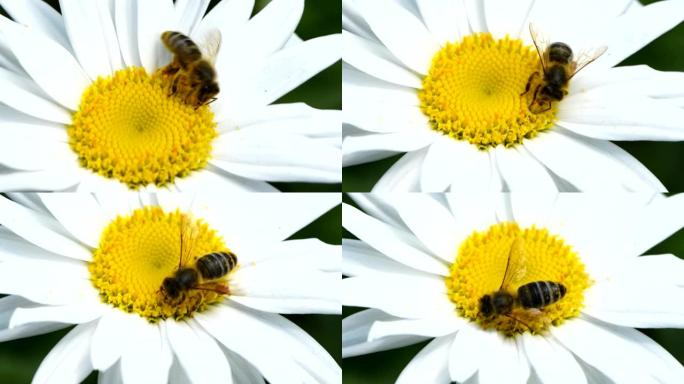 雏菊花上的蜜蜂。蜜蜂在雏菊花中收集花蜜。