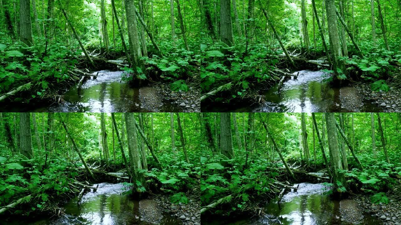 日本北海道山溪空镜头林间小溪溪水溪流