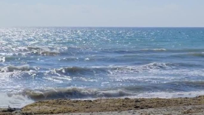 地中海海滩上的亚洲海藻侵扰 (Rugulopterix okamurae)，由大型船只从东向西运送的