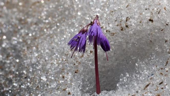 雪贝尔 (Soldanella alpina) 在雪中，意大利阿尔卑斯山