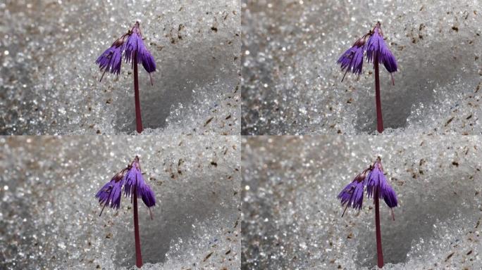 雪贝尔 (Soldanella alpina) 在雪中，意大利阿尔卑斯山