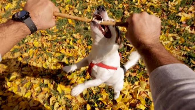 强壮的狗，杰克·罗素的狗挂在沃登棍子上，在与主人玩耍的时候