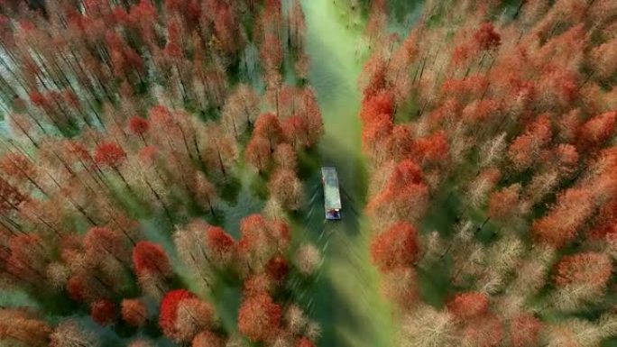 湖中船只和柏树的鸟瞰图。湿地中种植的森林。秋天的风景。中国安徽省宣城市宁国青龙湾柏树湿地公园。著名的