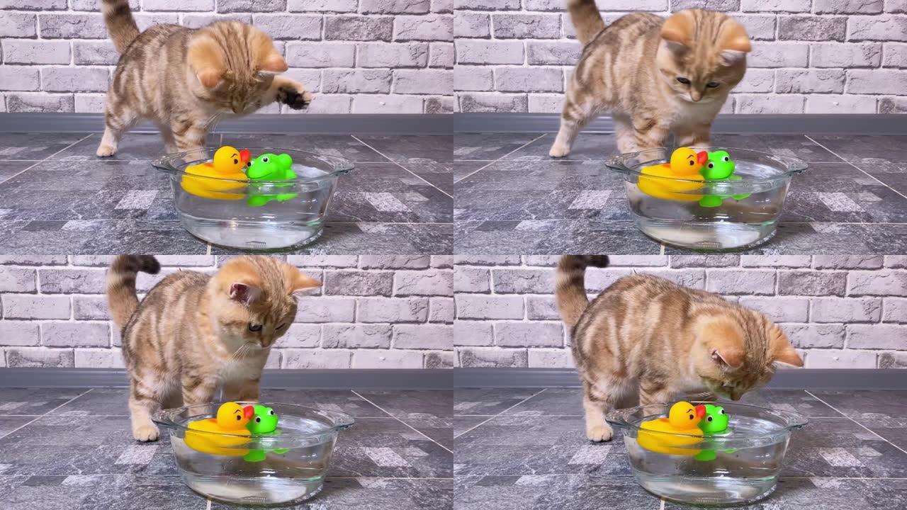 红姜条纹小猫在水中玩青蛙和鸭子玩具。砖灰色墙壁背景。