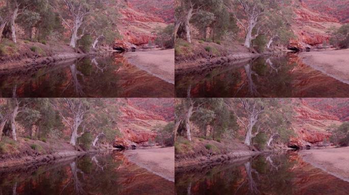 ormiston峡谷的水坑和口香糖树的日出镜头