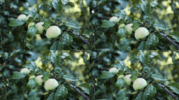 花园里一棵树上的新鲜绿色成熟苹果准备在阳光下收获