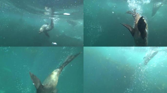 可爱的快速海豹在蓝色的大海中水下游泳