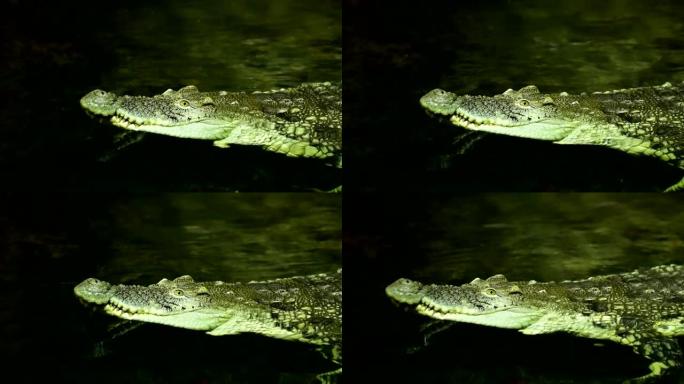 扬子鳄是扬子鳄科扬子鳄属下的一种鳄鱼。选择性聚焦