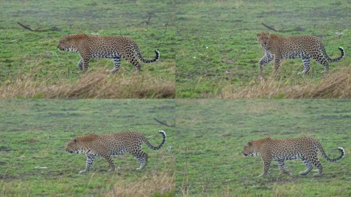 豹-豹属 (Leopard-Panthera pardus)，非洲大斑点黄猫属 (big spott