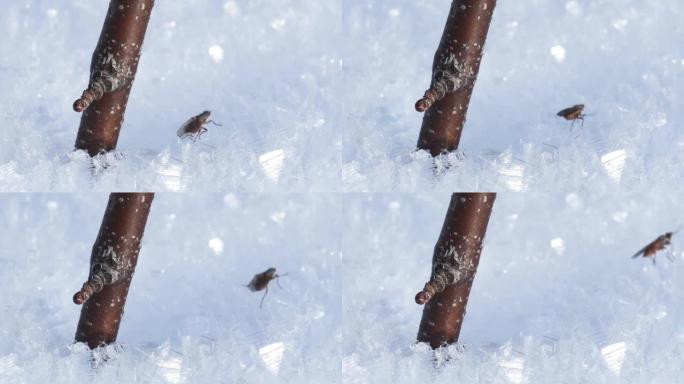 在雪地上飞行，在冰上昆虫，冬天，