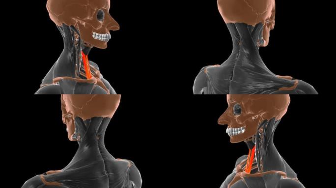 医学概念3D胸骨甲状腺肌肉解剖