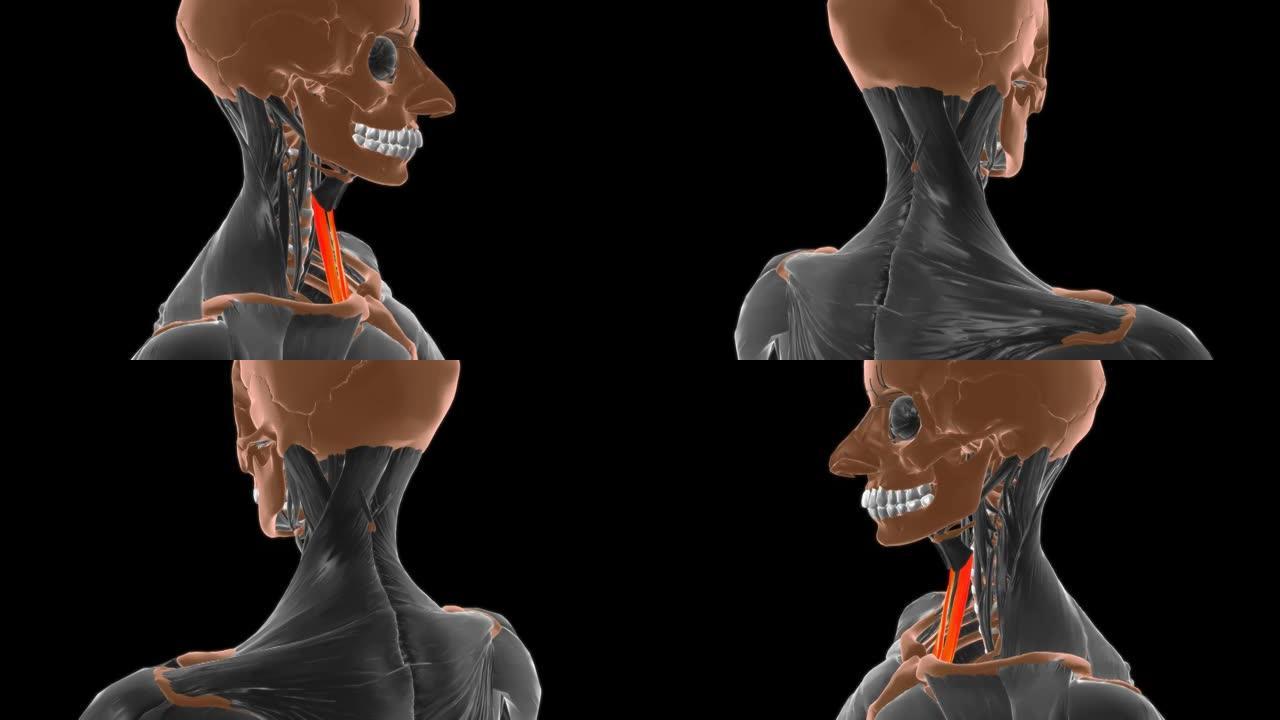 医学概念3D胸骨甲状腺肌肉解剖