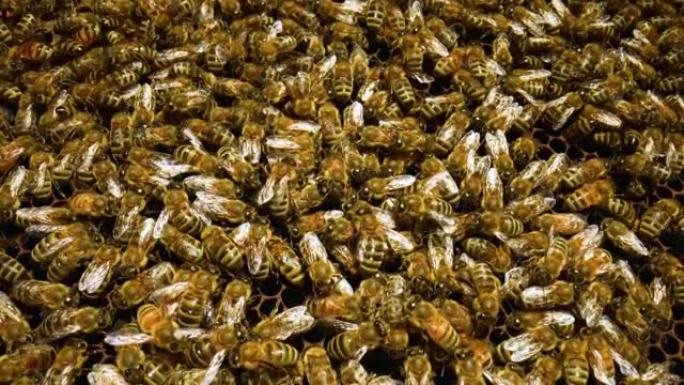 蜂巢中的工作蜜蜂特写。蜜蜂的大家庭。蜂群在蜂巢里工作。忙碌的蜜蜂用蜂蜡包装蜂窝。养蜂过程。顶视图。慢