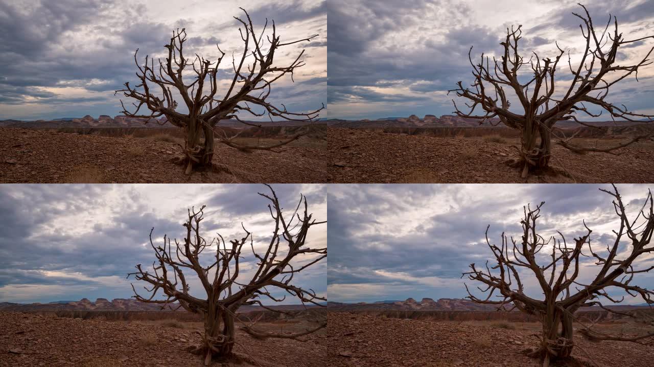 时光流逝，犹他州沙漠里的老灌木丛