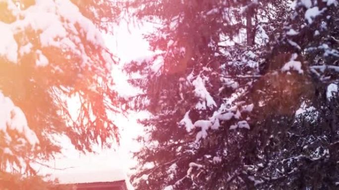冬季景观上的多棵树上飘落的雪的光点