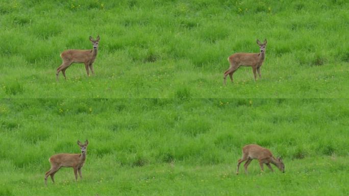 Ro鹿，Capreolus Capreolus，母鹿在草地上觅食并环顾四周。野生动物ro鹿，橙色毛皮