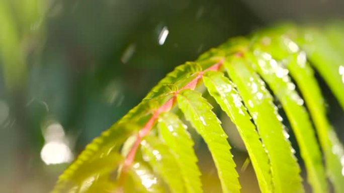 慢动作雨滴在雨中从绿叶蕨类植物中滴落。特写水滴绿叶前景。巨雨落在绿色植物叶子上。平静放松的冥想平静的