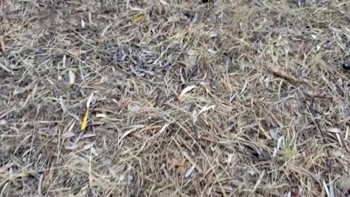 堆马粪在地上，马粪是一种天然有机肥料