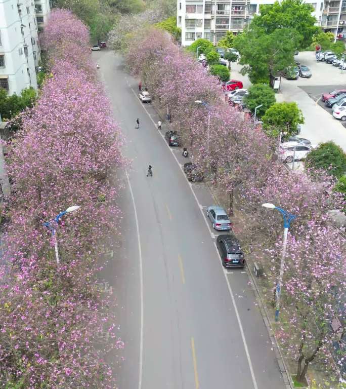 柳州水南路紫荆花盛开时短视频