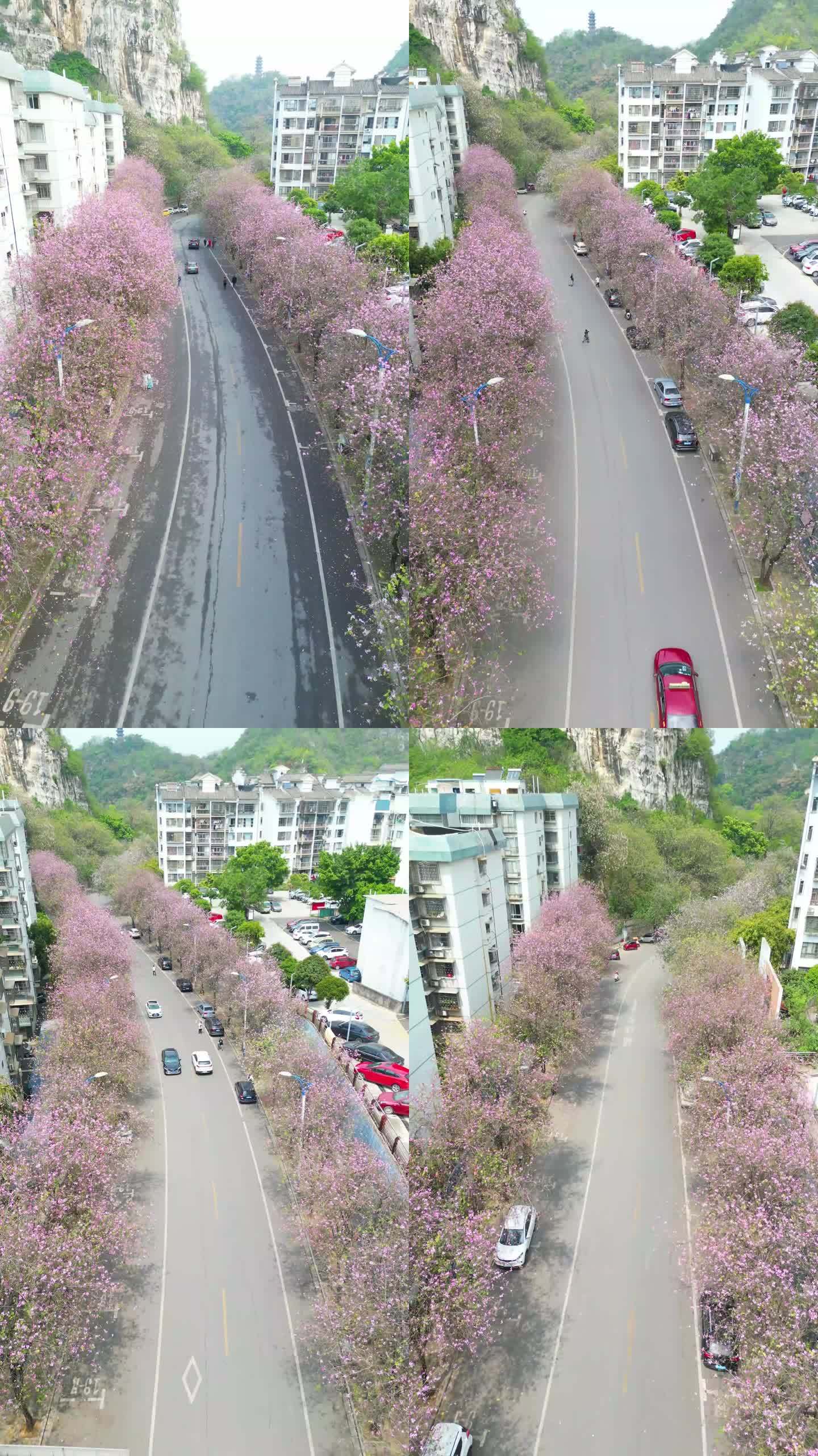 柳州水南路紫荆花盛开时短视频