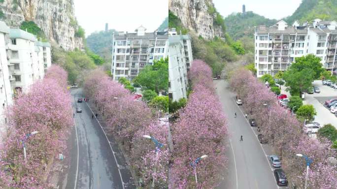 柳州水南路紫荆花盛开时短视频