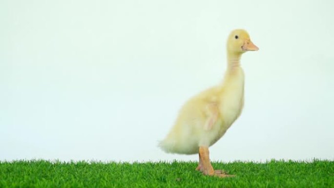绿草地上的两只鸭子。鸟儿在白色背景上行走。复活节黄色小鸭。家禽小鸡。农场宠物。