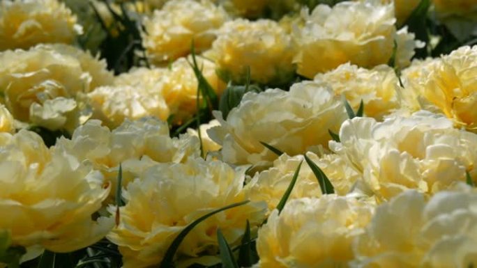 美丽绽放的柔软黄色郁金香在阳光下的公园里